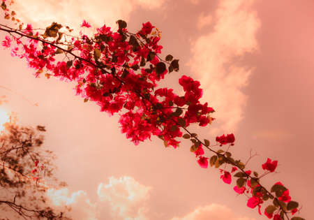 Bougainvillea flowers With The Red Color Vintage Styleの写真素材