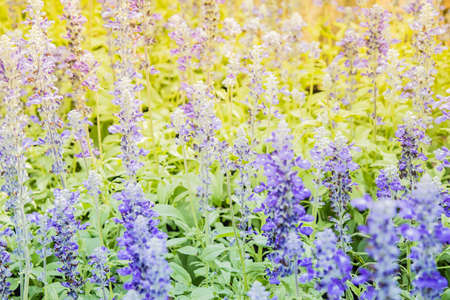 Soft focus on beautiful lavender flower in gardenの写真素材