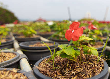 Red petunia flowers in the potの写真素材