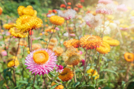 Bloomimg straw flower, helichrysam or everlasting in the garden with blur background near Phu Hin...