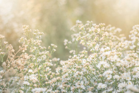 White cutter flower blurry focus. Beautiful blooming flower in the garden. Nature background.の写真素材