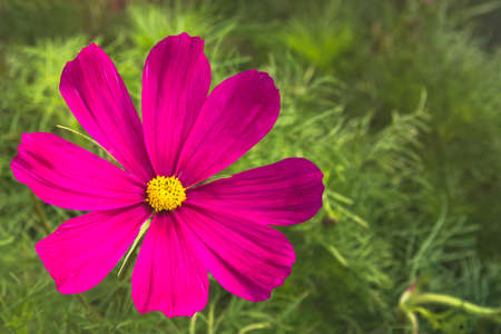 Soft focus colorful cosmos flower (Cosmos Bipinnatus) in the garden.の写真素材