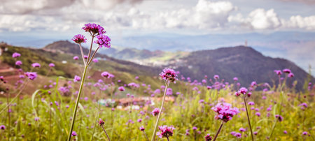 Beauty of verbena bonariensis flowers field with mountain blur background at Phu Thap Boek,...