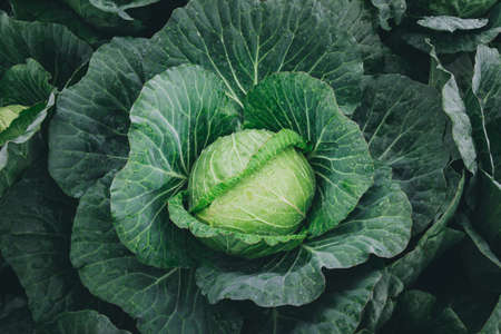 Fresh cabbage head in the farm. Grow in the agriculture farm waiting for harvest.の写真素材