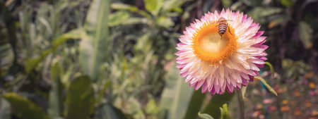 Soft focus straw flower, helichrysam or everlasting with blur background in the garden.の写真素材