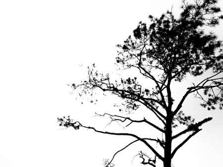 Silhouette tree branches isolated on white background.の写真素材