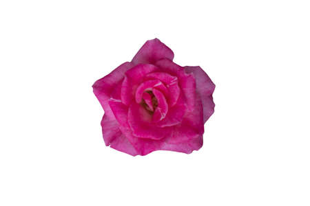 Pink rose isolated on white background with clipping path.の写真素材