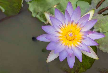 Beautiful white water lily or lotus flower in pond.の写真素材