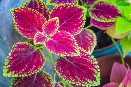 Colorful leaves of coleus or painted nettle or flame nettle in the ornamental garden.の写真素材