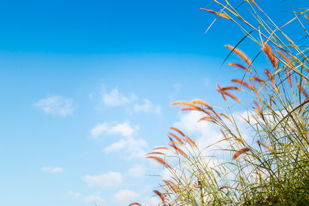 Low angle shot of wild grass with blue sky background.の写真素材
