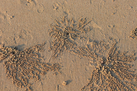 Ghost crab hole on sand beach with small natural sand balls.