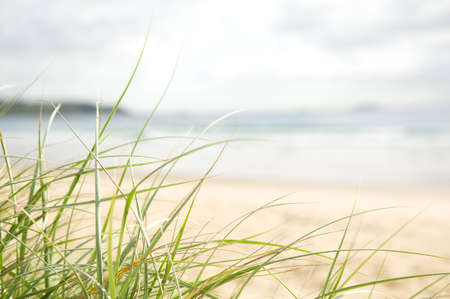 Focus on green grass overlooking sunny beach setting の写真素材