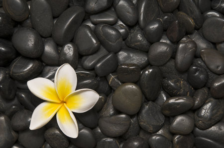 A single vibrant frangipani flower on a bed of black peddles.の写真素材