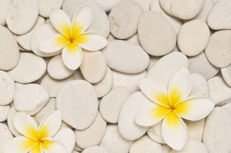 Stock photo of three frangipani flowers on white pebbles.の写真素材