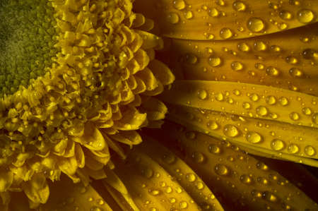 Macro shot of dew on a fresh yellow gerbera.の写真素材