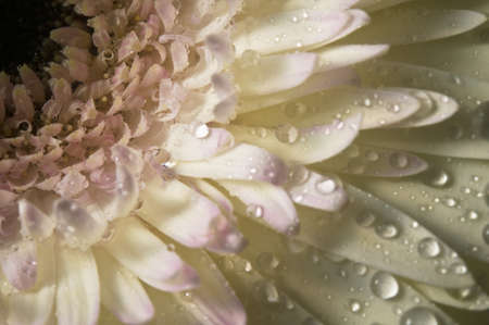 Macro shot of dew on a fresh white gerbera.の写真素材