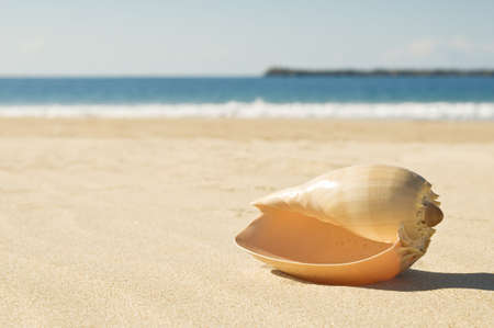 Shell in the sand at the beach, focus on the shell.の写真素材