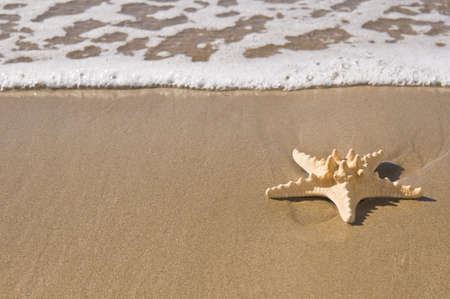 A starfish on wet sand by the sea.の写真素材