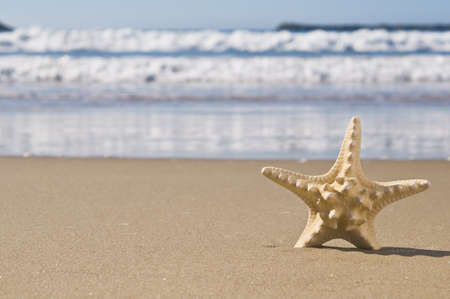 Starfish in the sand by the sea, On a beautiful sunny day.の写真素材
