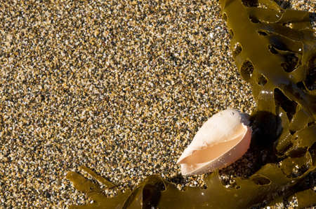 Close up of seaweed and shell on the beach.の写真素材