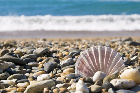 close up of shell on stones by the water's edge.