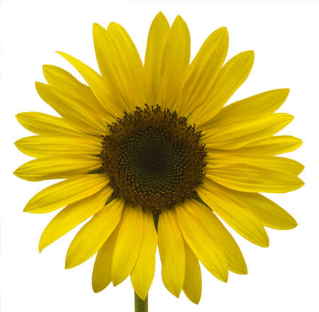 Large bright yellow sunflower の写真素材