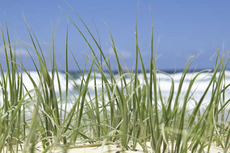 Close up of green beach grass on a sunny summer day, with waves crashing in the background の写真素材