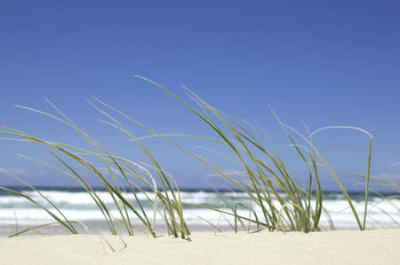 Beach grass in the sand by the ocean on a bright sunny day の写真素材