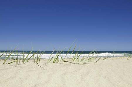 Beach grass in the sand by the ocean on a bright sunny day, with the surf in the background の写真素材