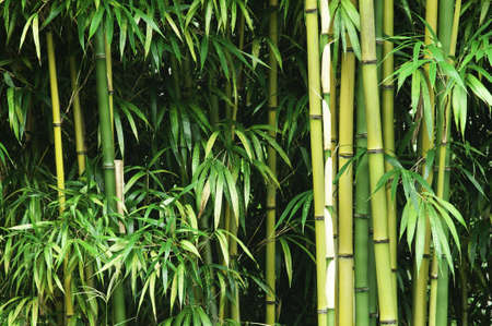 A thick green bamboo forest の写真素材