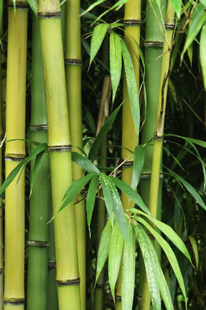 Close up of a vibrant green bamboo forest の写真素材