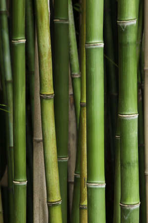 Close up of vibrant green bamboo in a thick bamboo forest の写真素材
