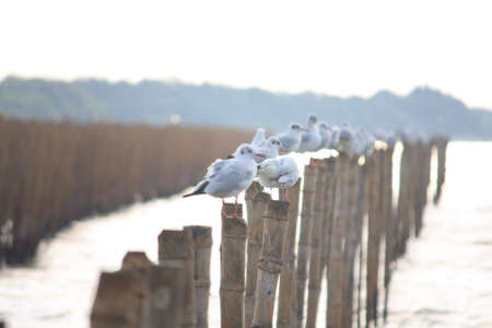 Bird in Bangpu Thailandの写真素材
