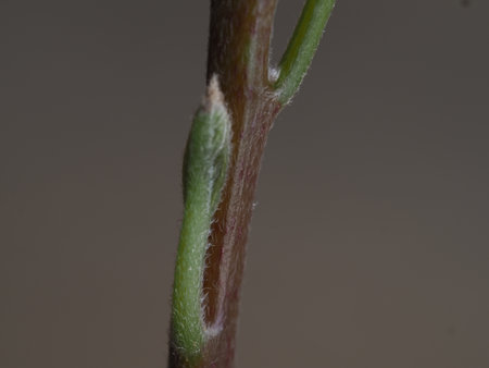 young shoots of a tree on a dark background close-up macroの写真素材