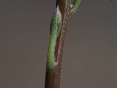 macro of a twig of a plant with a green stemの写真素材