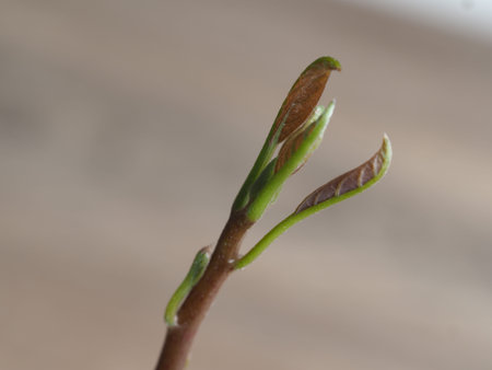 Young green leaves on a branch of a tree, close-upの写真素材