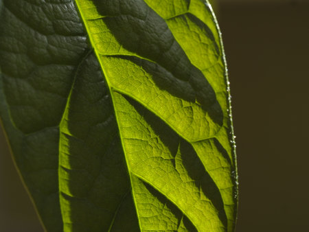 Avocado leaves in sunlight close-up Close up of a green leaf with sunbeams in the backgroundの写真素材