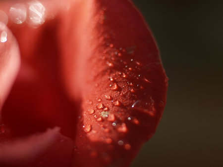 Red rose petals with water drops close-up macro photography.の写真素材