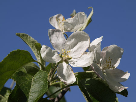 Apple blossom in spring, close-up, against blue skyの写真素材