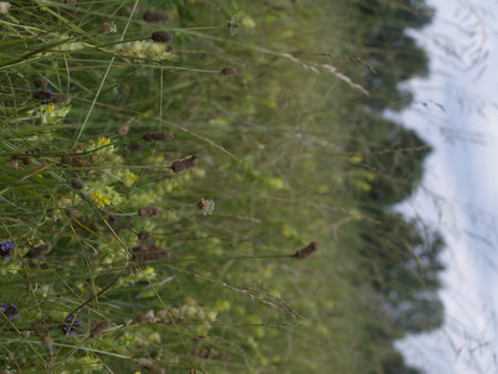 flowers and grasses by the water in a meadow in summerの写真素材