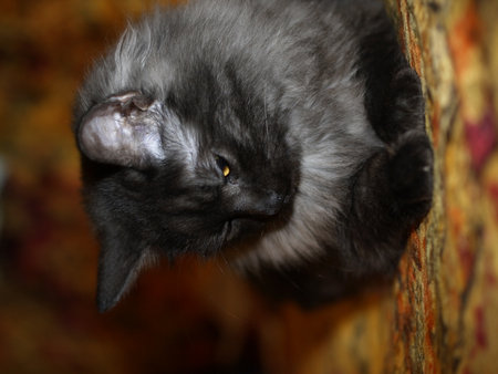 beautiful little kitten of Siberian breed, neva masqueradeの写真素材
