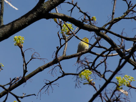 A vibrant yellow warbler perches on a budding tree branch under a clear spring sky. Spring Tree Branches with Fresh Green Buds Against Vibrant Blue Sky from Low Angle Perspectiveの写真素材