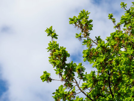 Vibrant Oak Leaves and Branches Against Blue Sky with White Clouds Background