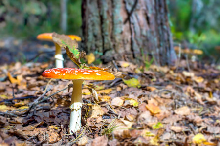 Yellow fairy-mushroom in sunny forest