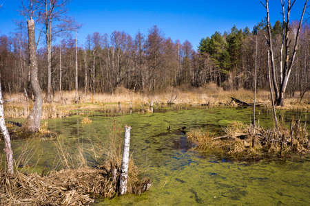 Forest swamp under sunshine in central Russiaの写真素材