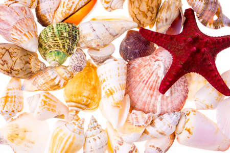 Background of various colorful seashellsの写真素材