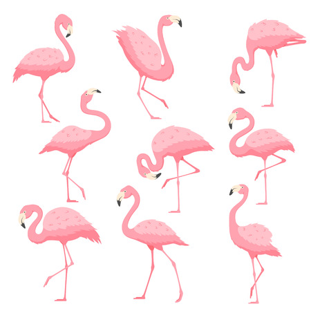 Pink flamingo in different poses vector cartoon illustration. Tropical bird flamingo isolated on white background.のイラスト素材