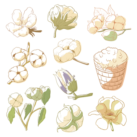 Cotton plant setのイラスト素材