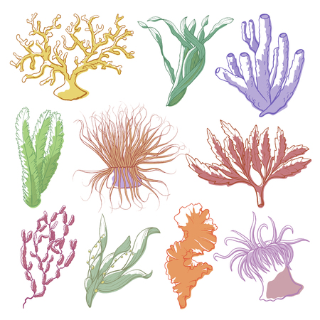 Seaweed and coral setのイラスト素材