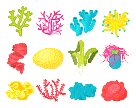 Seaweed and corals set. Bright large algae growing in the sea or on rocks, close to water, ocean decoration. Vector flat style cartoon illustration isolated on white backgroundのイラスト素材